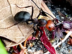 Western thatching ant